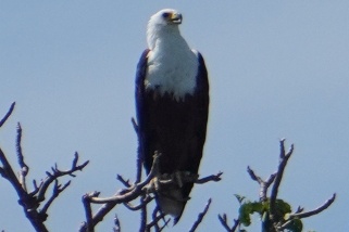 Haliaeetus vocifer - Schreiseeadler (Afrikanischer Fischadler)